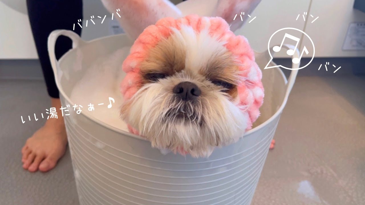 【シーズー】防御力◎ シャンプー中の犬ドリル対策にはコレ！！【犬Vlog】