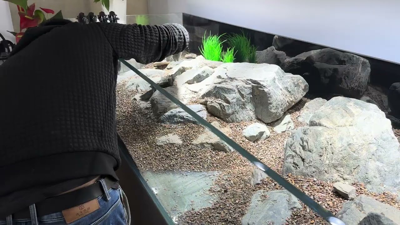 在尺寸为2200×700×350的空间里模拟溪底景观 Simulating a streambed landscape in a space measuring 2200×700×350.