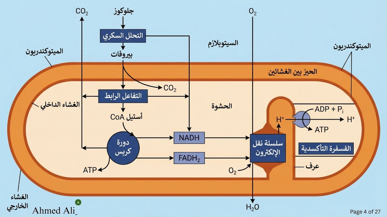 ٦-٢ التنفس الهوائي مراجعة العملية كاملة بمراحلها الأربعة احياء كامبردج الصف الثانى عشر الفصل الثانى