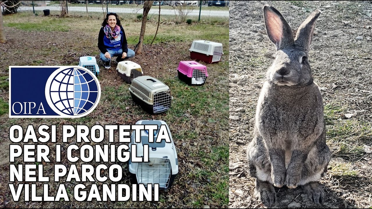 OASI PROTETTA PER I CONIGLI NEL PARCO VILLA GANDINI