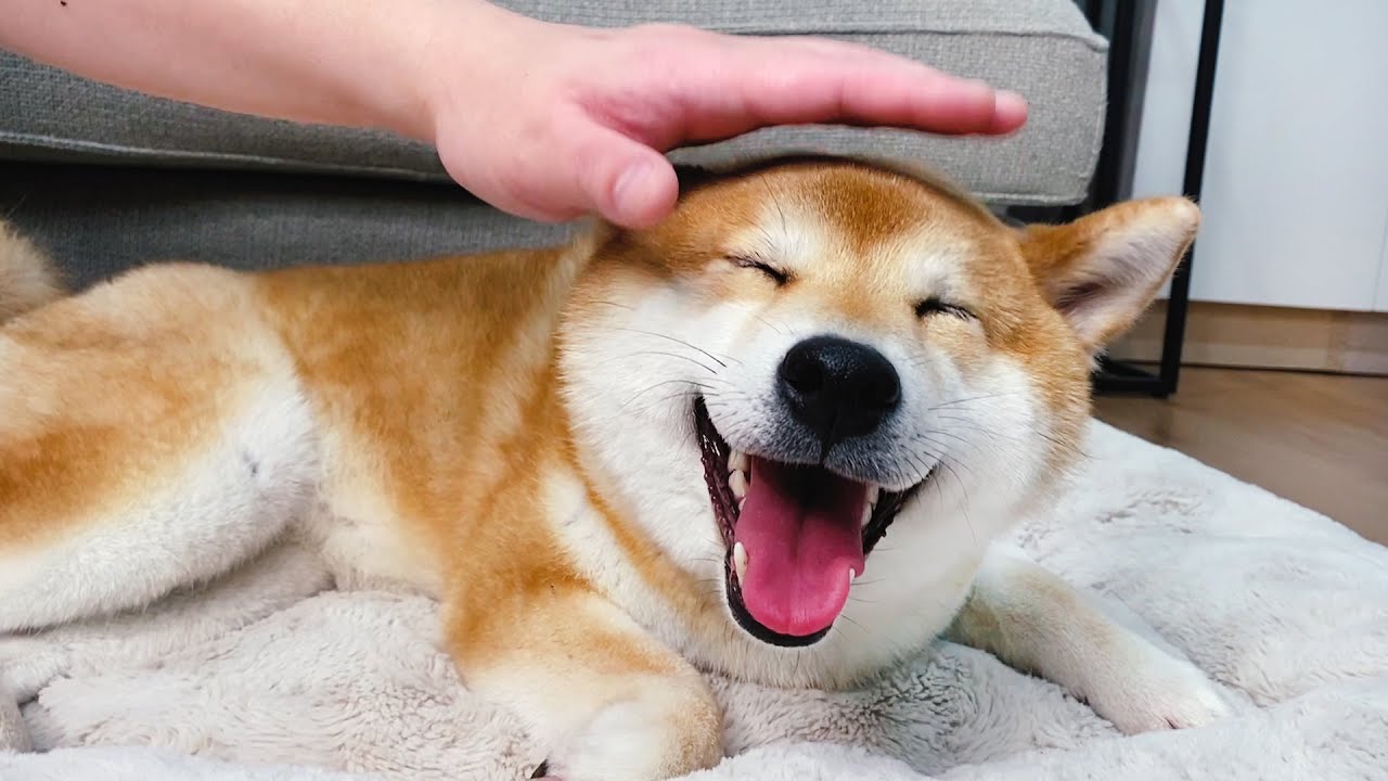 假裝要摸狗狗，看柴犬會有什麼反應？