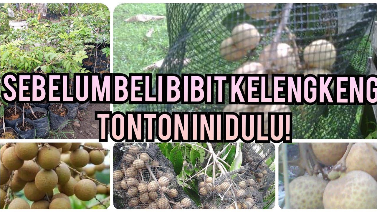 MEMBEDAKAN 6 JENIS BIBIT KELENGKENG