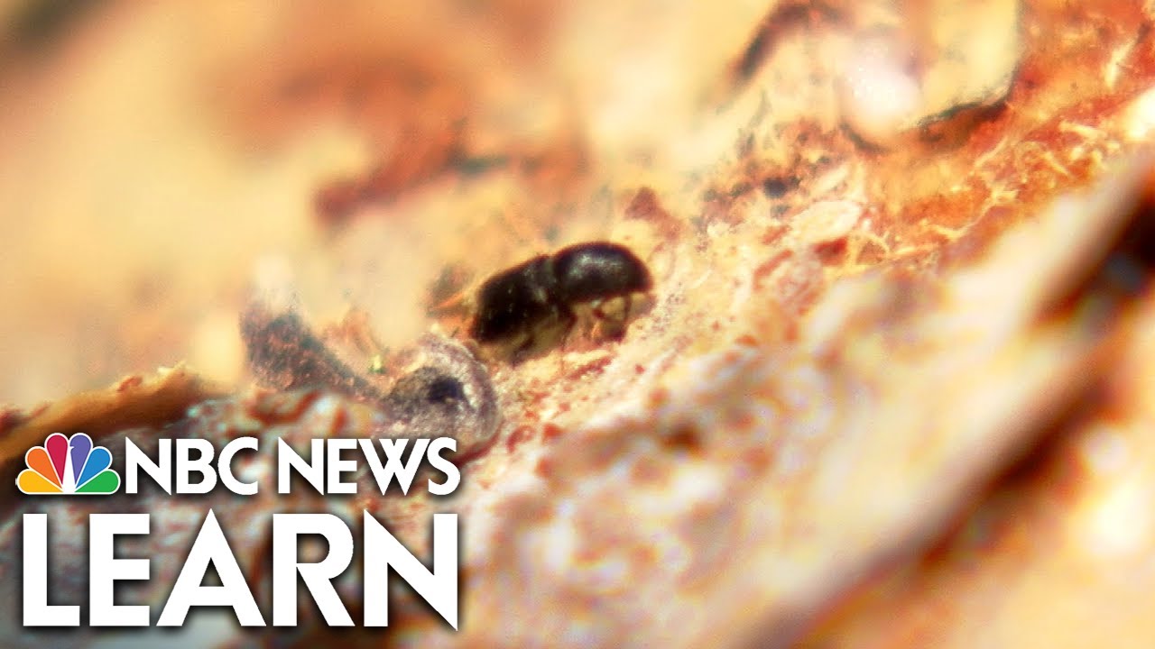 Bark Beetle Outbreaks