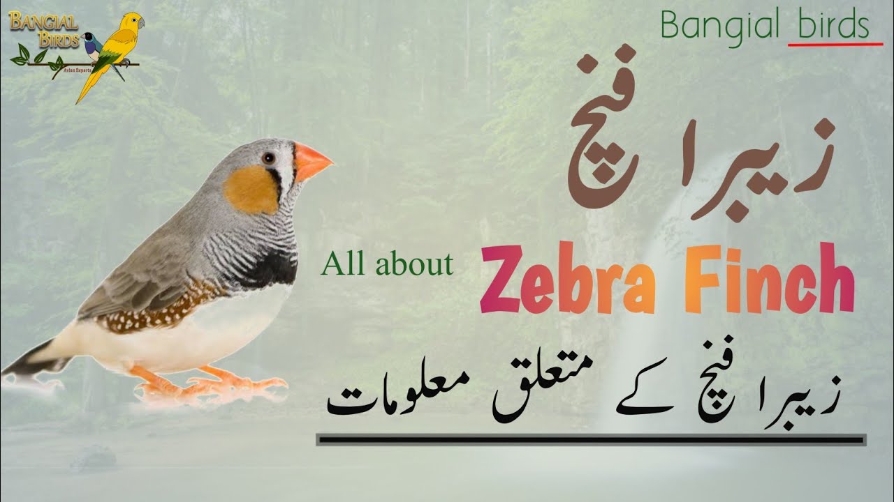 Zebra Finch complete information in Urdu and Hindi | Breeding of Zebra Finch | زیبرا فنچ