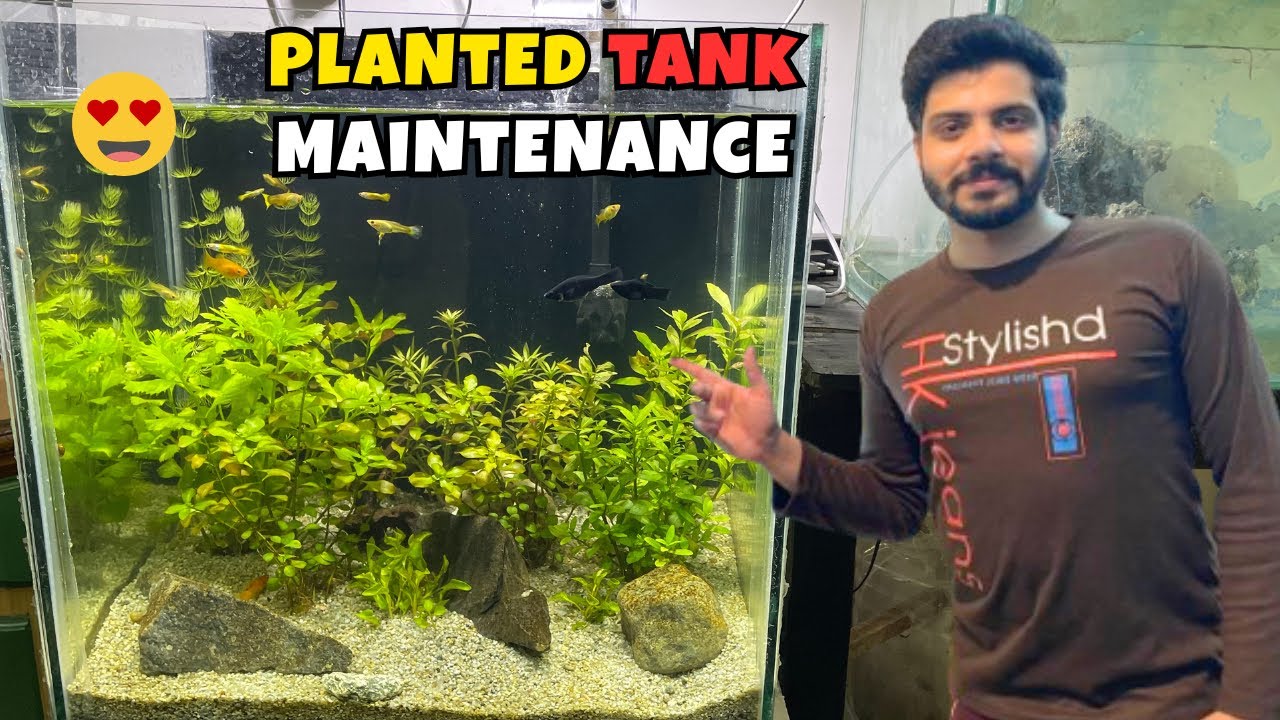 Planted Tank Care Routine for Fast Plant Growth 🌱🐟🐠 - creaturesandme
