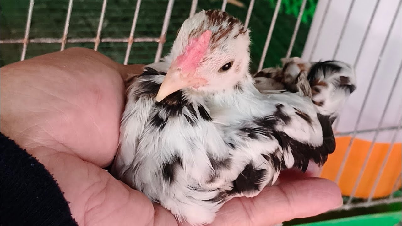 07/03/2026/gà cảnh đủ loại DT 0888464988