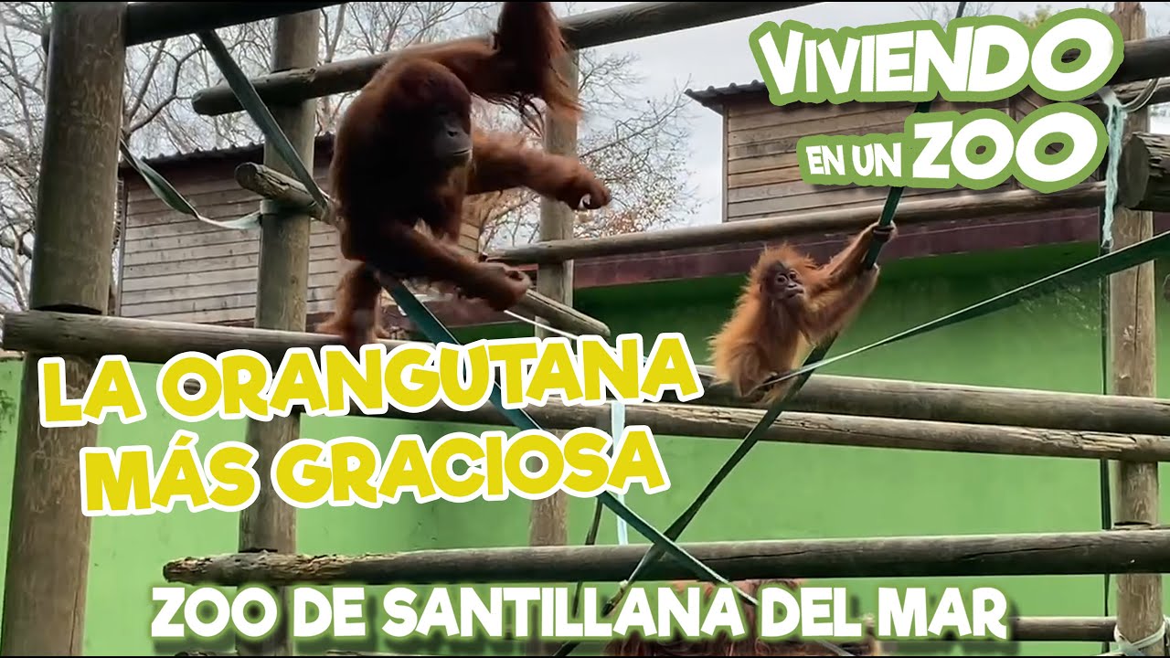La orangutana más graciosa