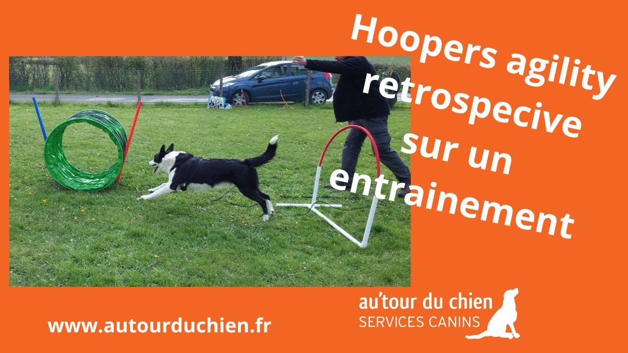 Entrainement Hoopers agility - s'entrainer avec les chiens en s'amusant