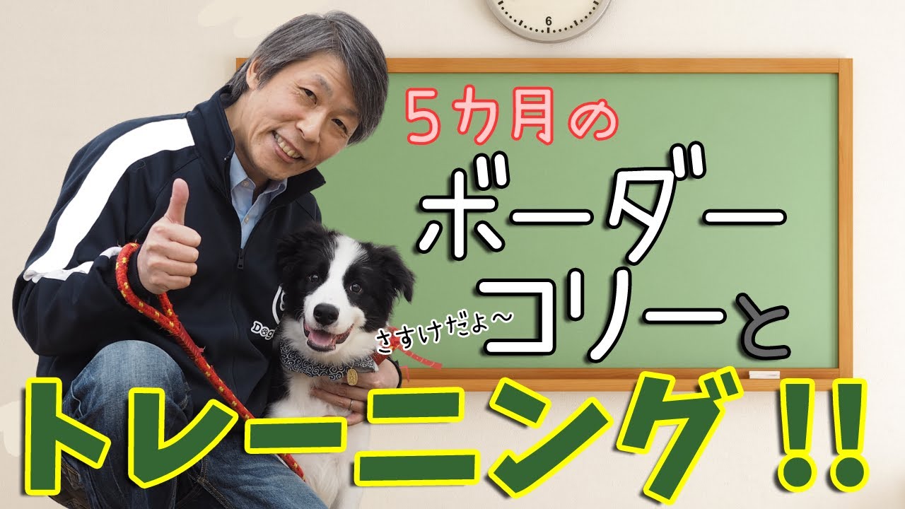 ボーダーコリーの子犬とトレーニングしたよ！