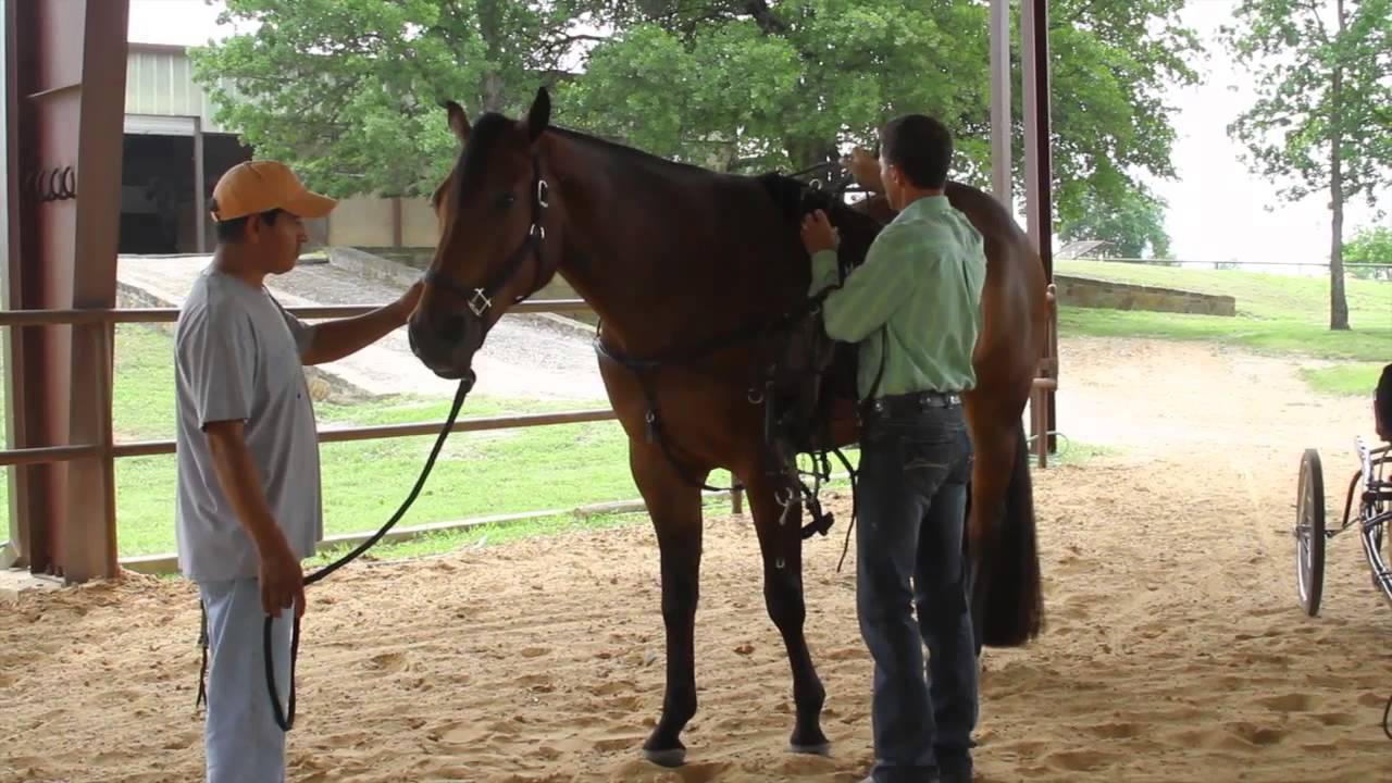 Safely Harnessing an American Quarter Horse