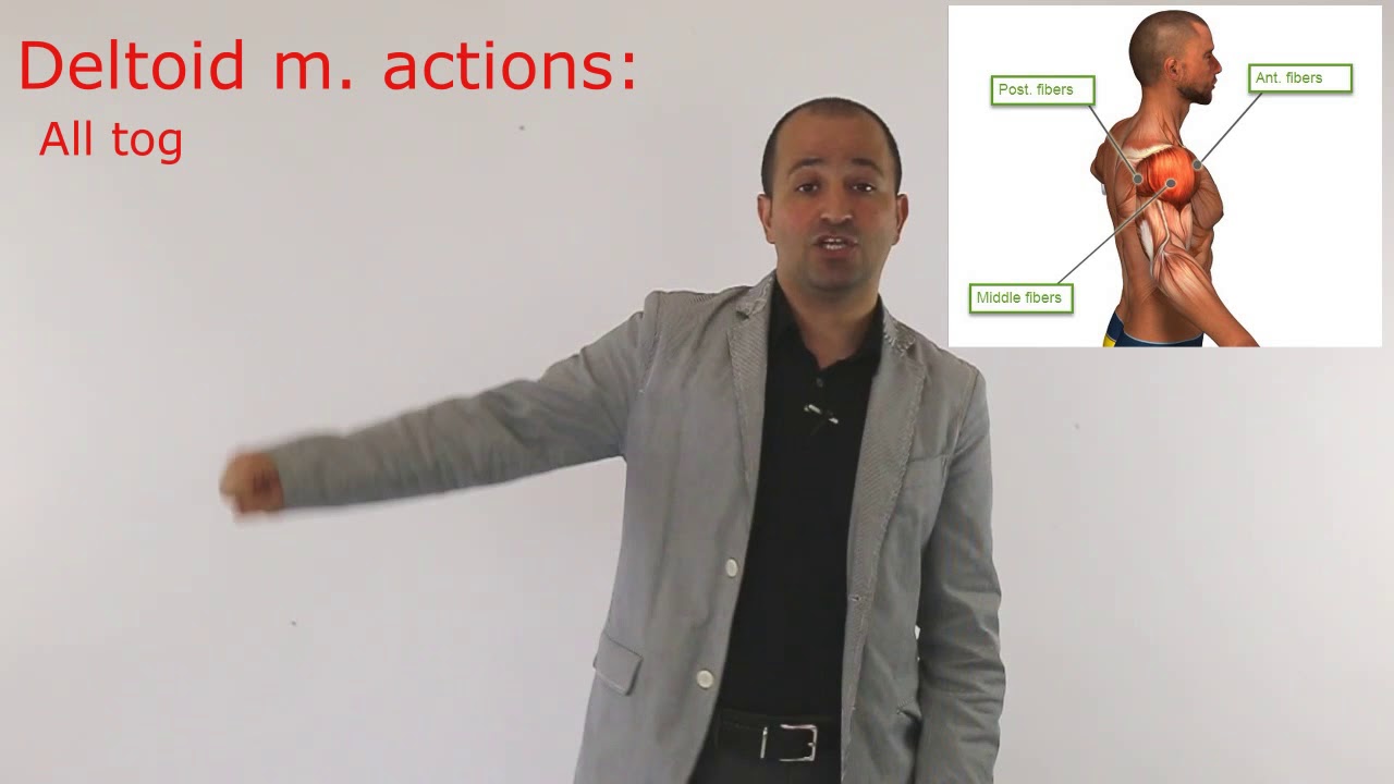 What is the main action of Deltoid m.? PassMBLEx.com QUIZ Video