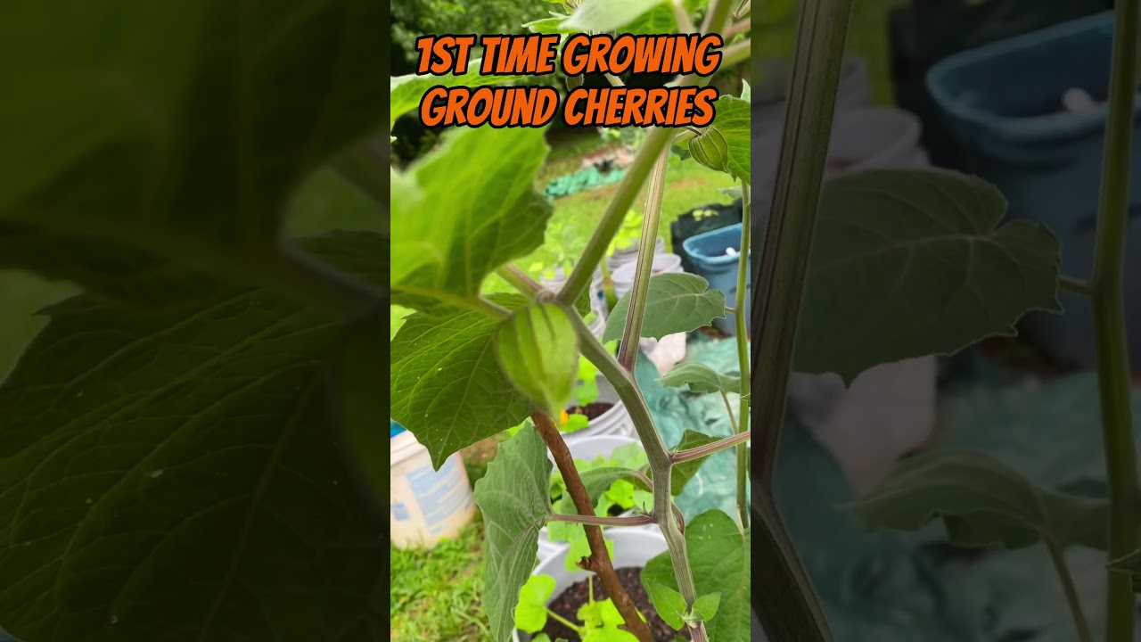 1st Time Growing Ground Cherries 🍒