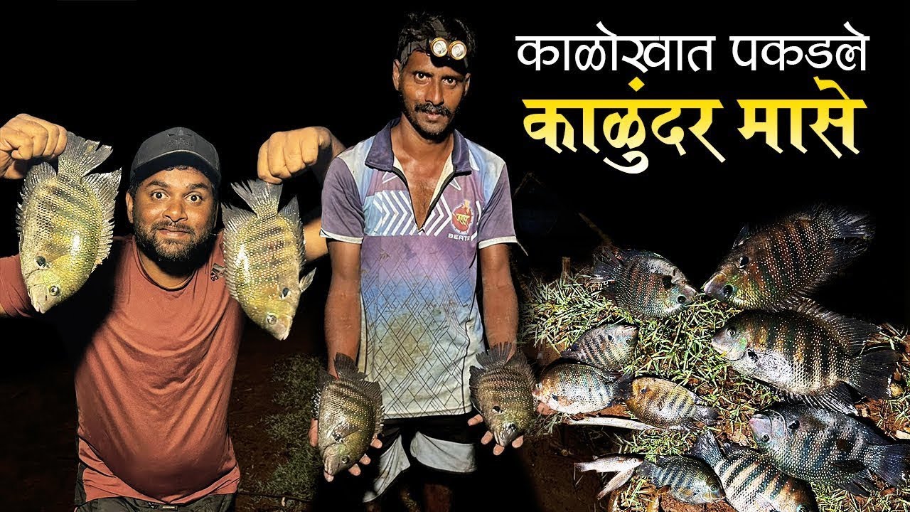पहिल्या पावसातील खाडीतील काळुंद्री मासा | Pearl Spot Fishing In Creek