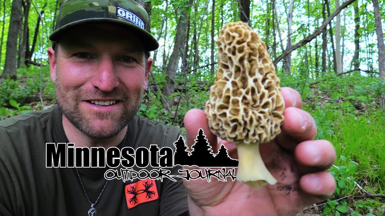 2020 Mushroom Hunting - The Mighty Morel - Minnesota Outdoor Journal