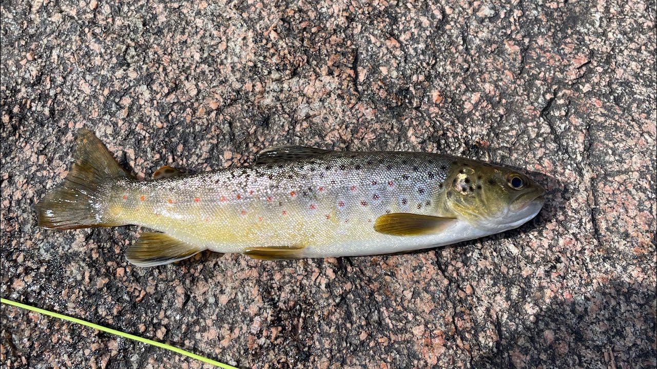 Fly Fishing WILDCAT CANYON (Catch, Cook, and Camp)