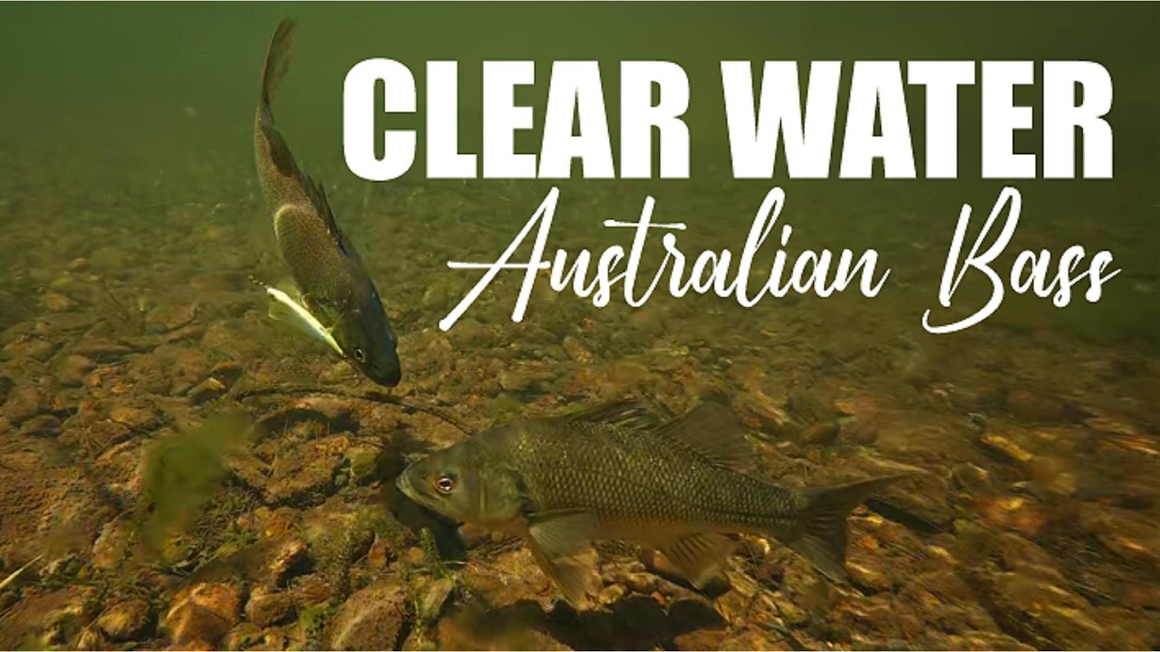CLEAR WATER AUSSIE BASS