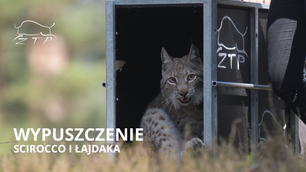 Wypuszczenie Scirocco i Łajdaka | Zachodniopomorskie Towarzystwo Przyrodnicze