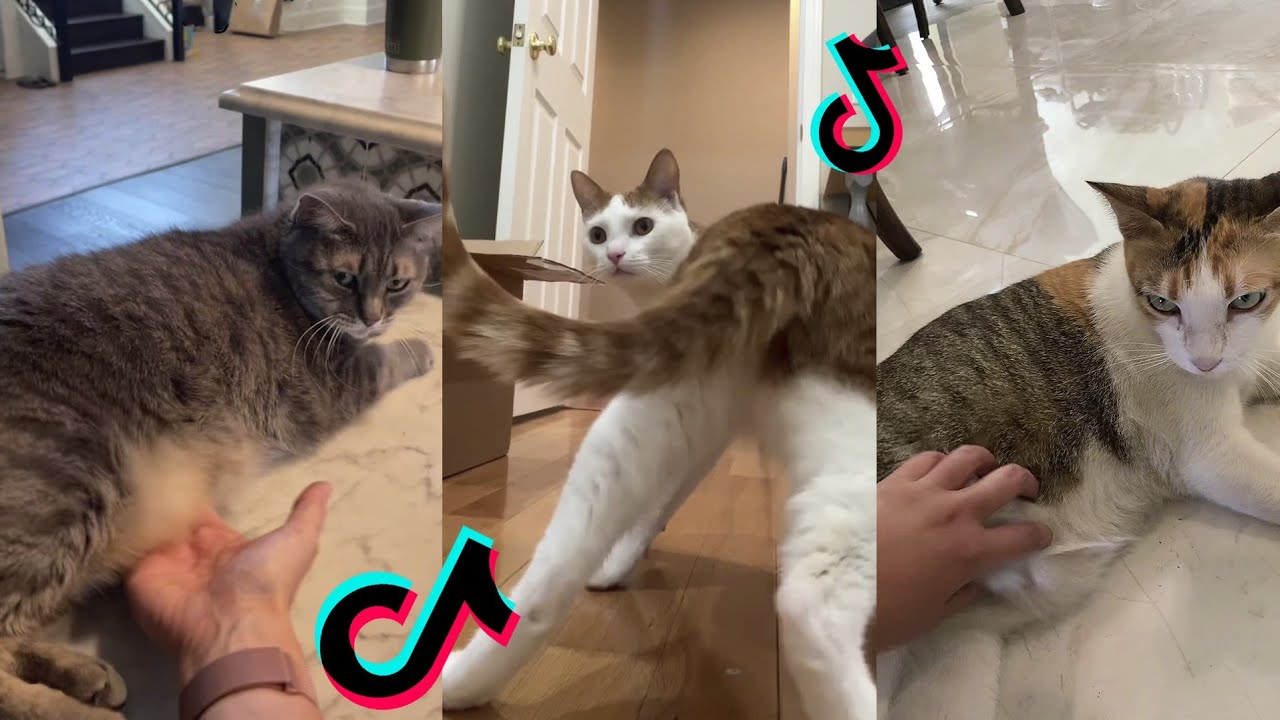 mink mink mink cat tiktok compilation | look at me bammbreezy montana