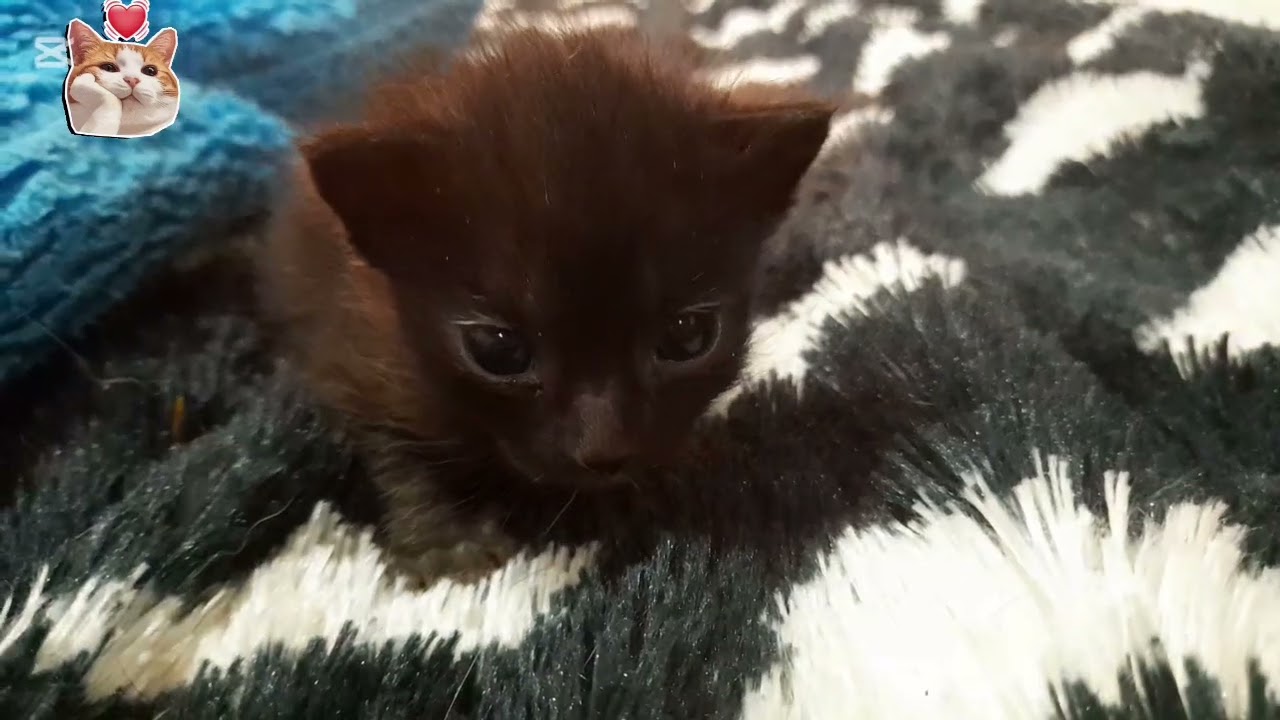 Las aventuras de esponjita el gatito.