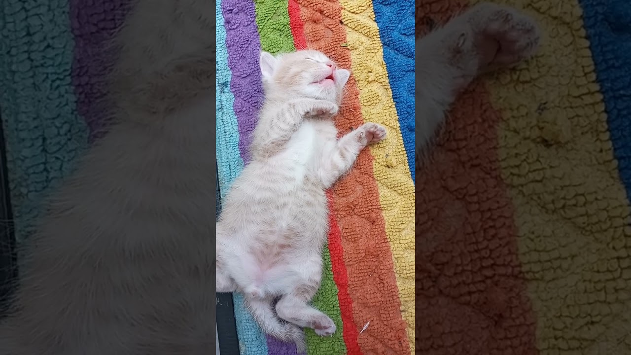 Time Machine Cats !!!! Longest Daily Cats Story , today kitten is 22  days old