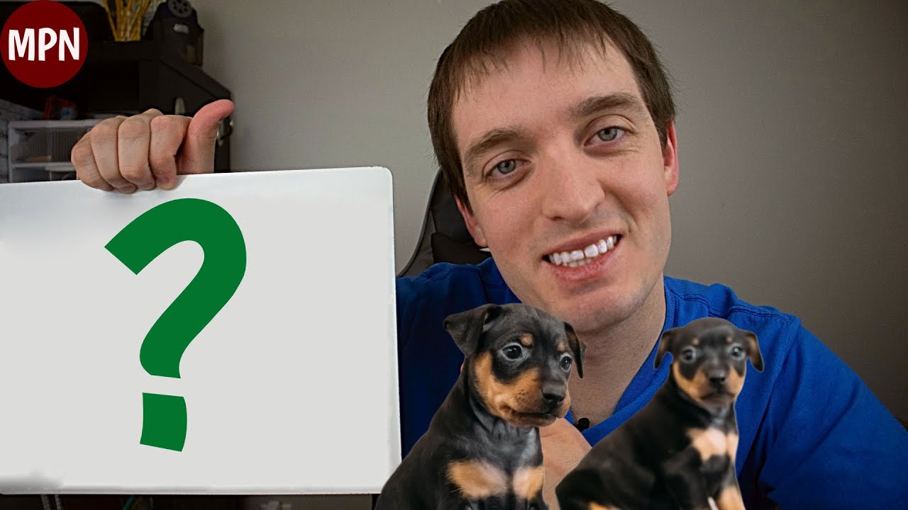 Real Cost of Owning a Miniature Pinscher: Watch This First!
