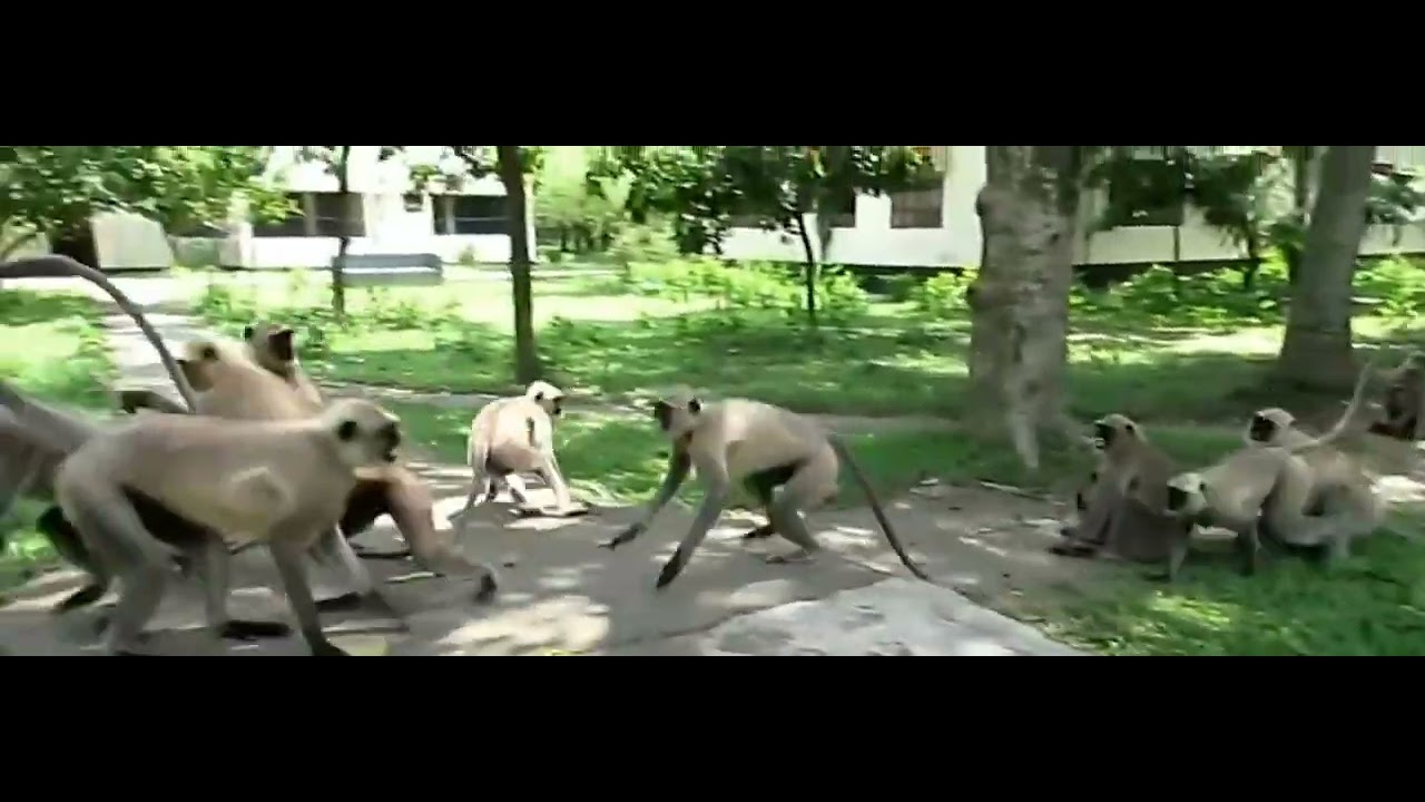 #monkey#in#the#village#monkey#fight#monkey