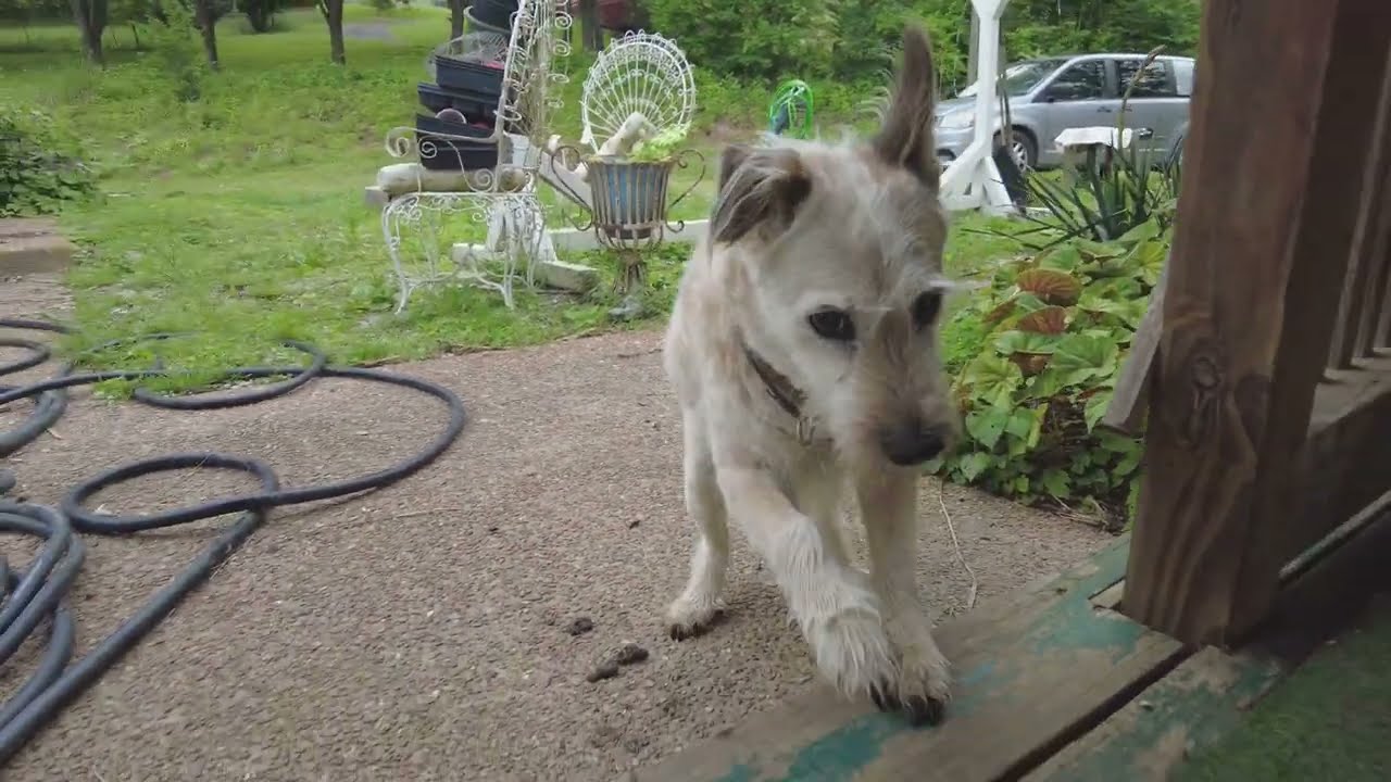 Going on an dog's eye adventure.