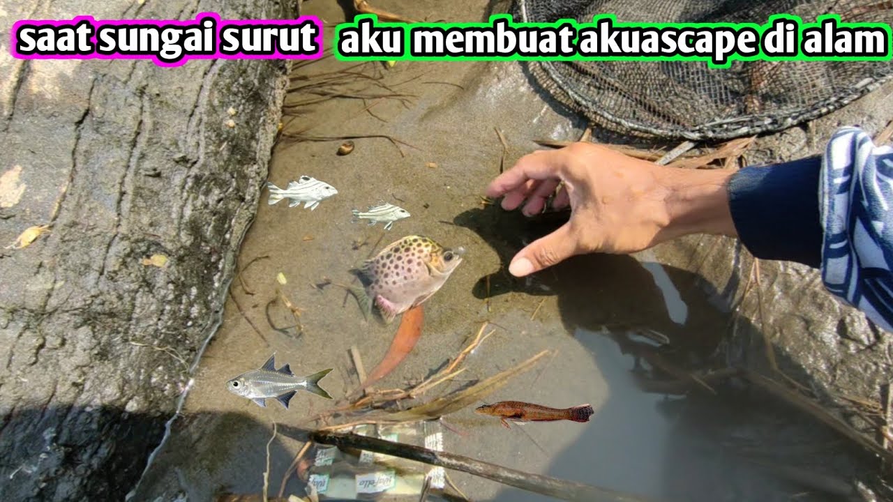 BERBURU IKAN UNTUK AKUASCAPE DI ALAM 