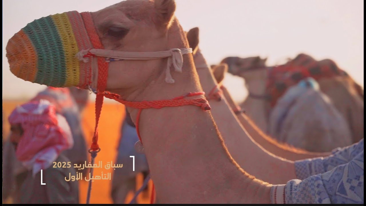 سباق المفاريد  2025