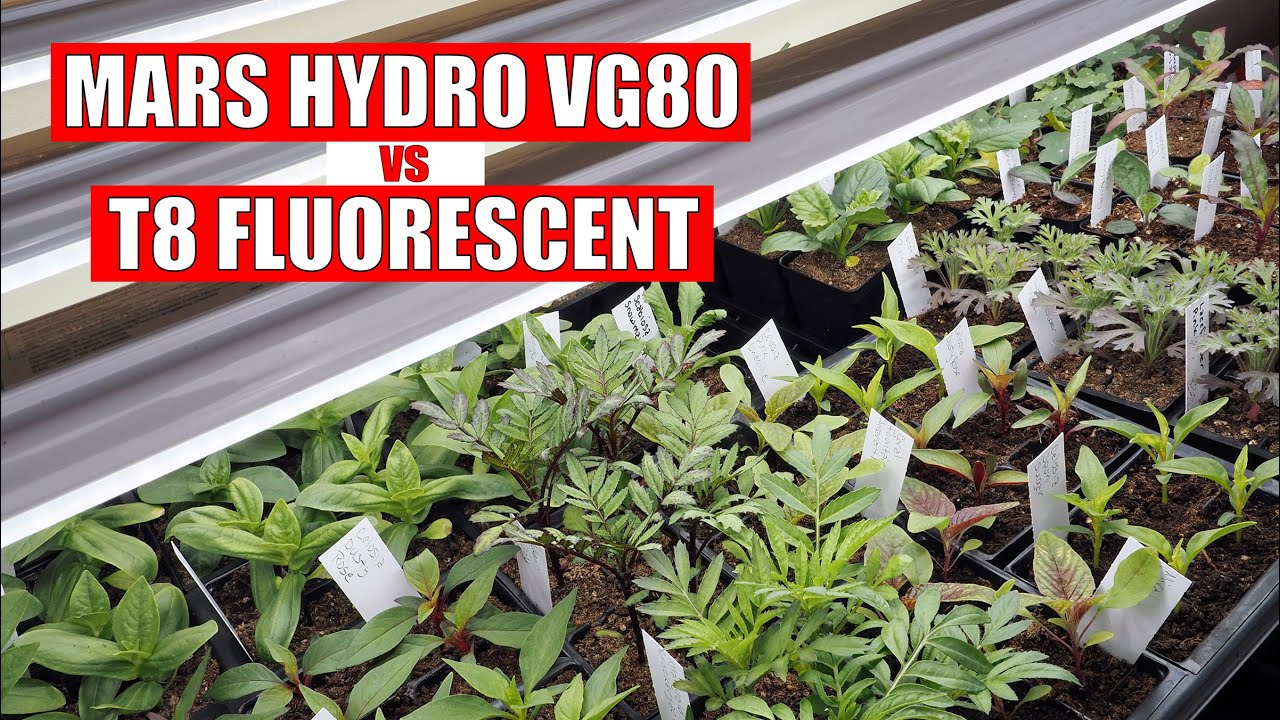 Mars Hydro VG80 vs T8 Fluorescent Shop Lights