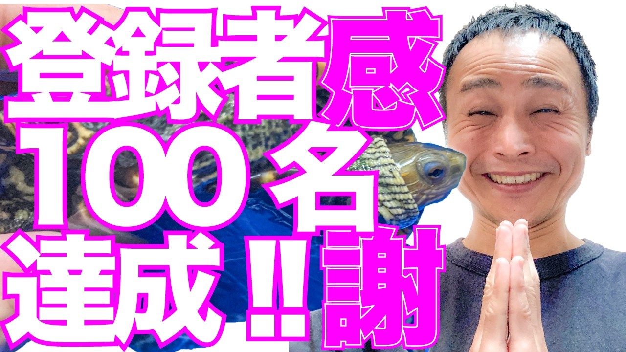 登録者数100名突破!!本当にありがとうございます!! #亀 #ギリシャイシガメ