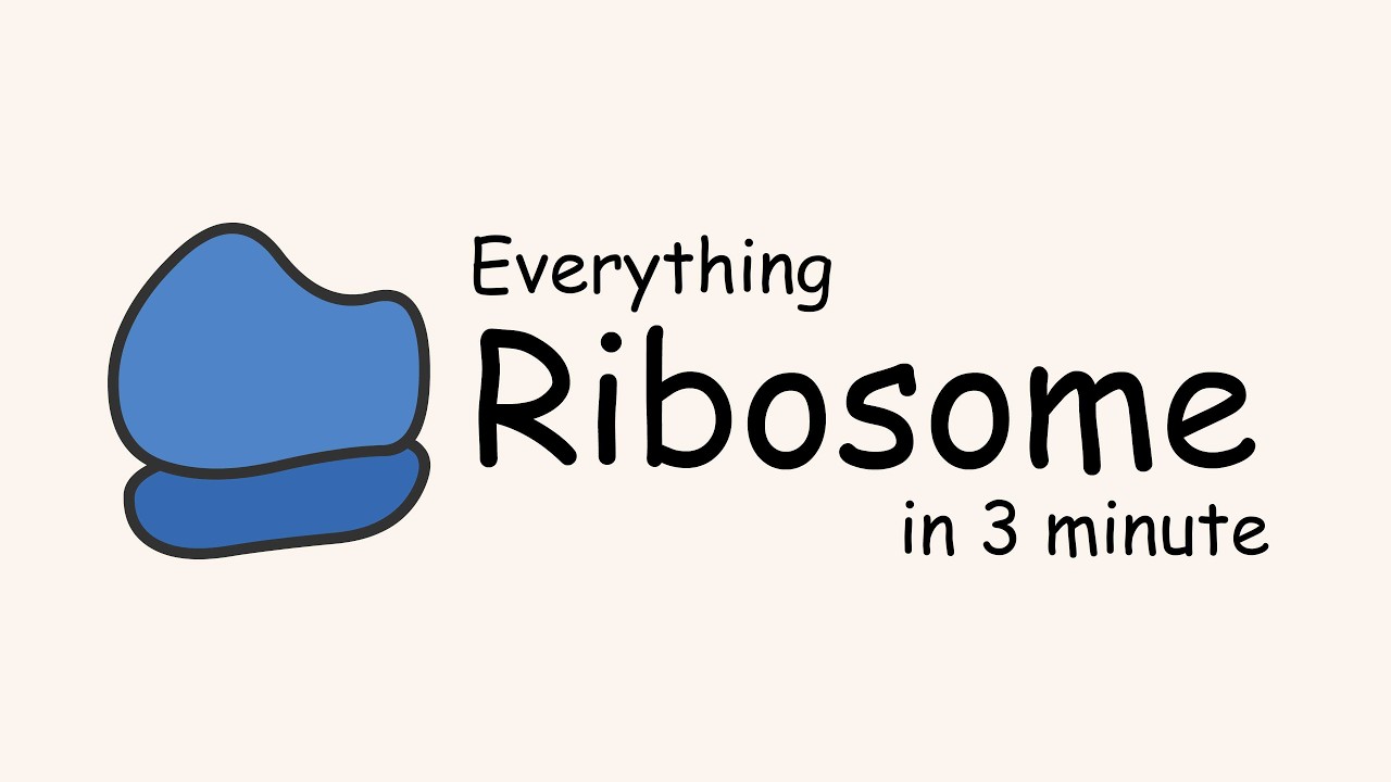 Ribosome Explained in 3 Minutes | A, P, E Sites + 70S vs 80S