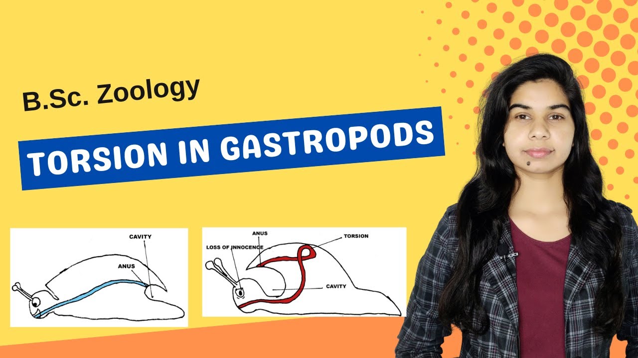 TORSION IN GASTROPODS || B. Sc. || Zoology
