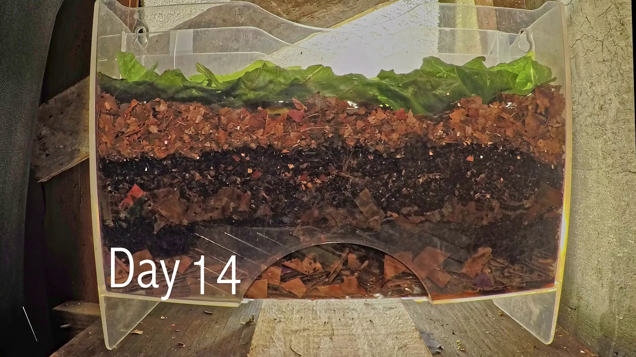 Layered worm bin 8-week time-lapse - ALL FRAMES - vermicomposting