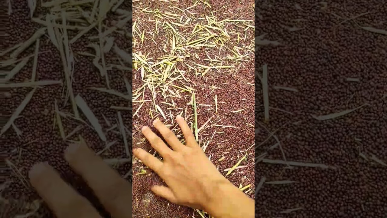 SUN DRIEd MUSTARD #village #farming #desiviilagelifetstyle #ytshorts #agriculture #hardwork#shorts