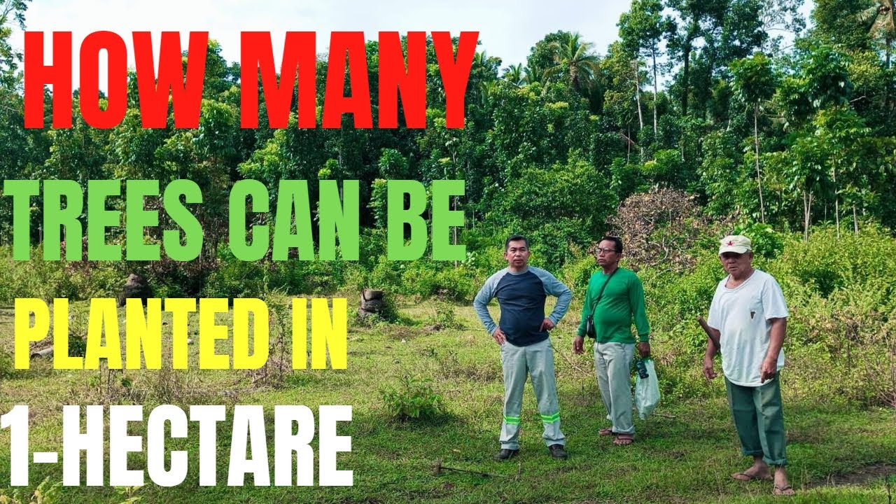 How Many Mahogany & Agarwood Trees Fit in 1 Hectare? | Tree Farming Guide PH