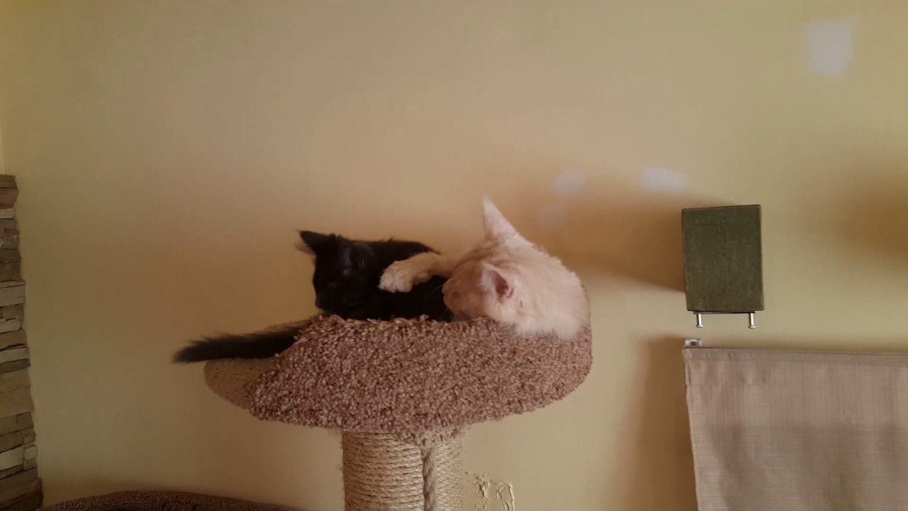 Caruso and Taori