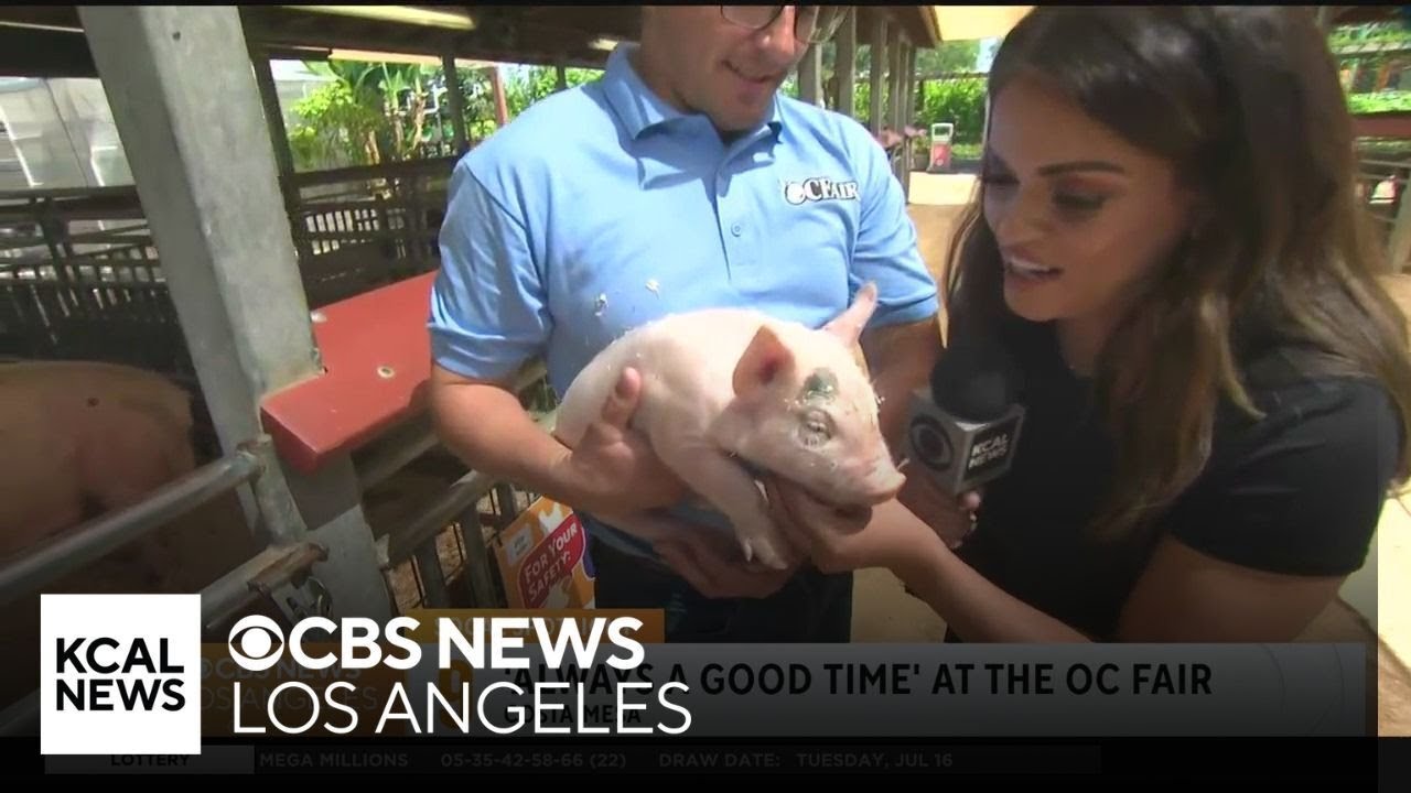 OC Fair farm animals | SoCal Spotlight