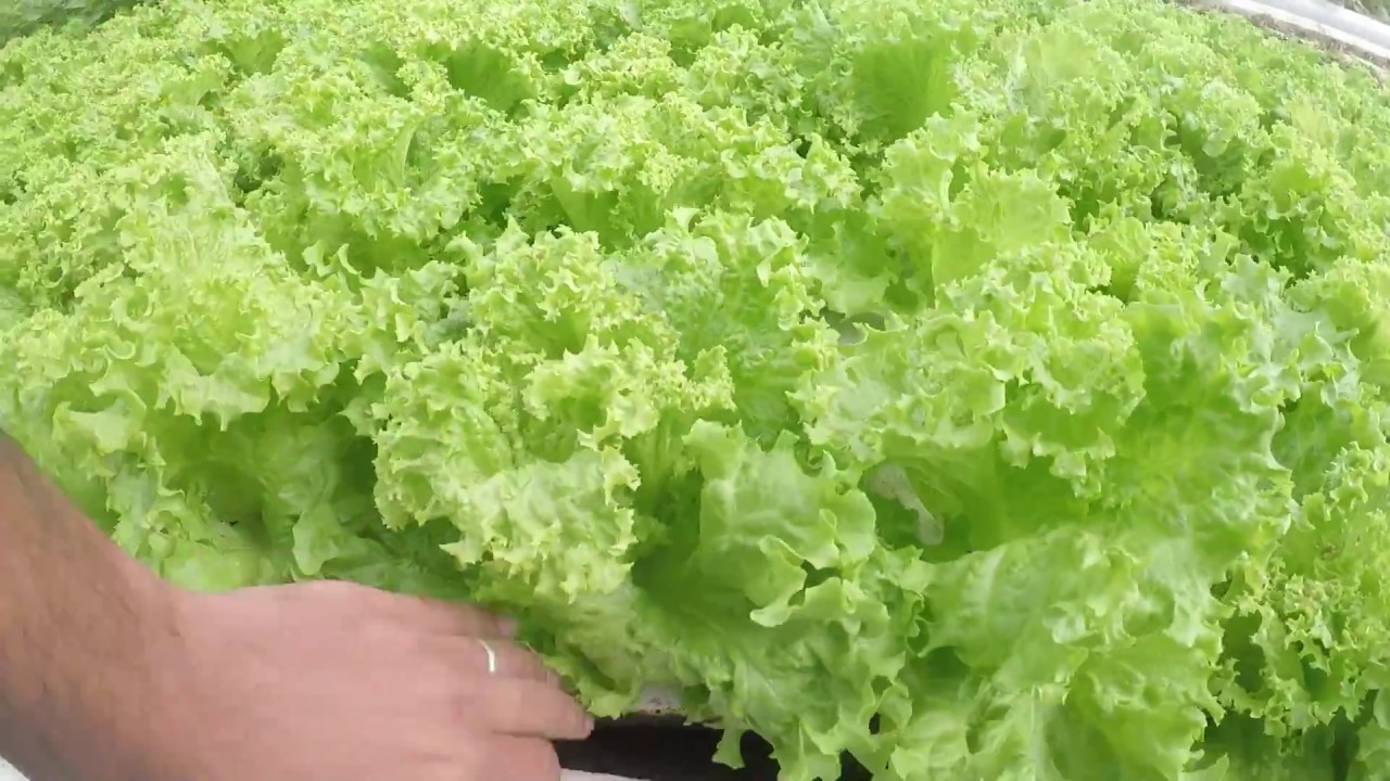جولة في المزرعة تعمل بنظام الزراعة المائية ( الاكوابونيك )