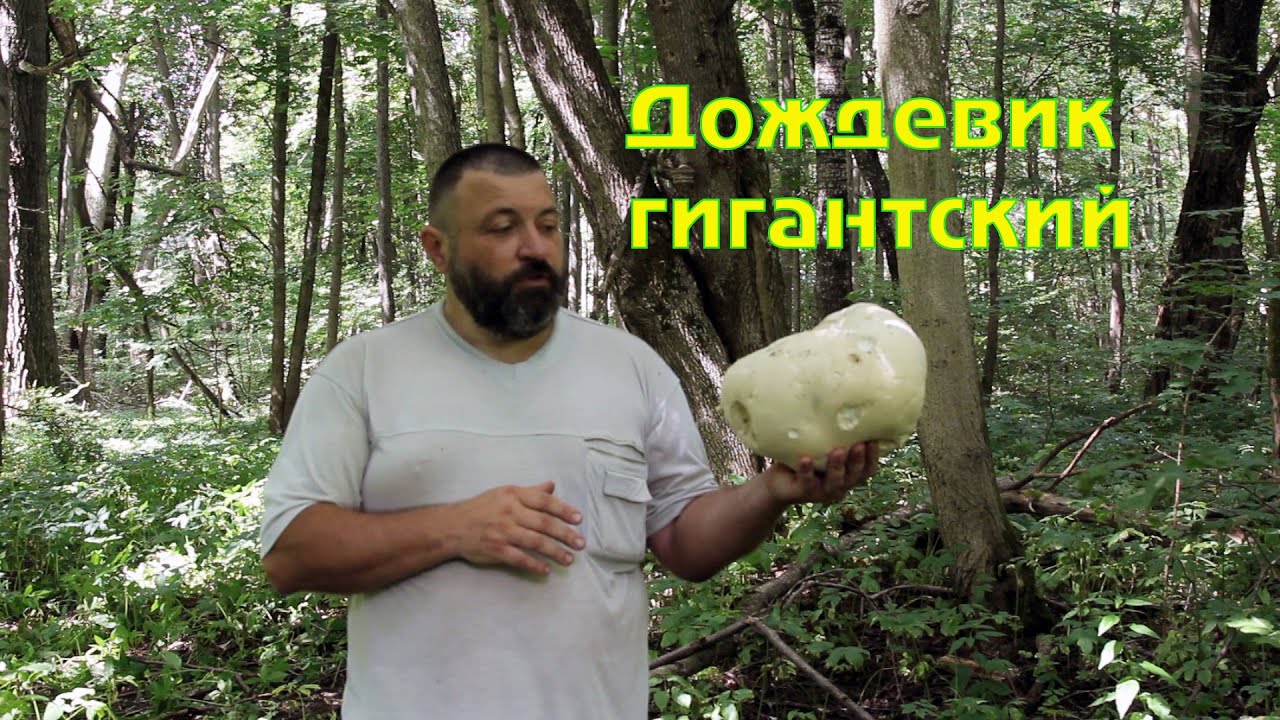Гриб дождевик гигантский