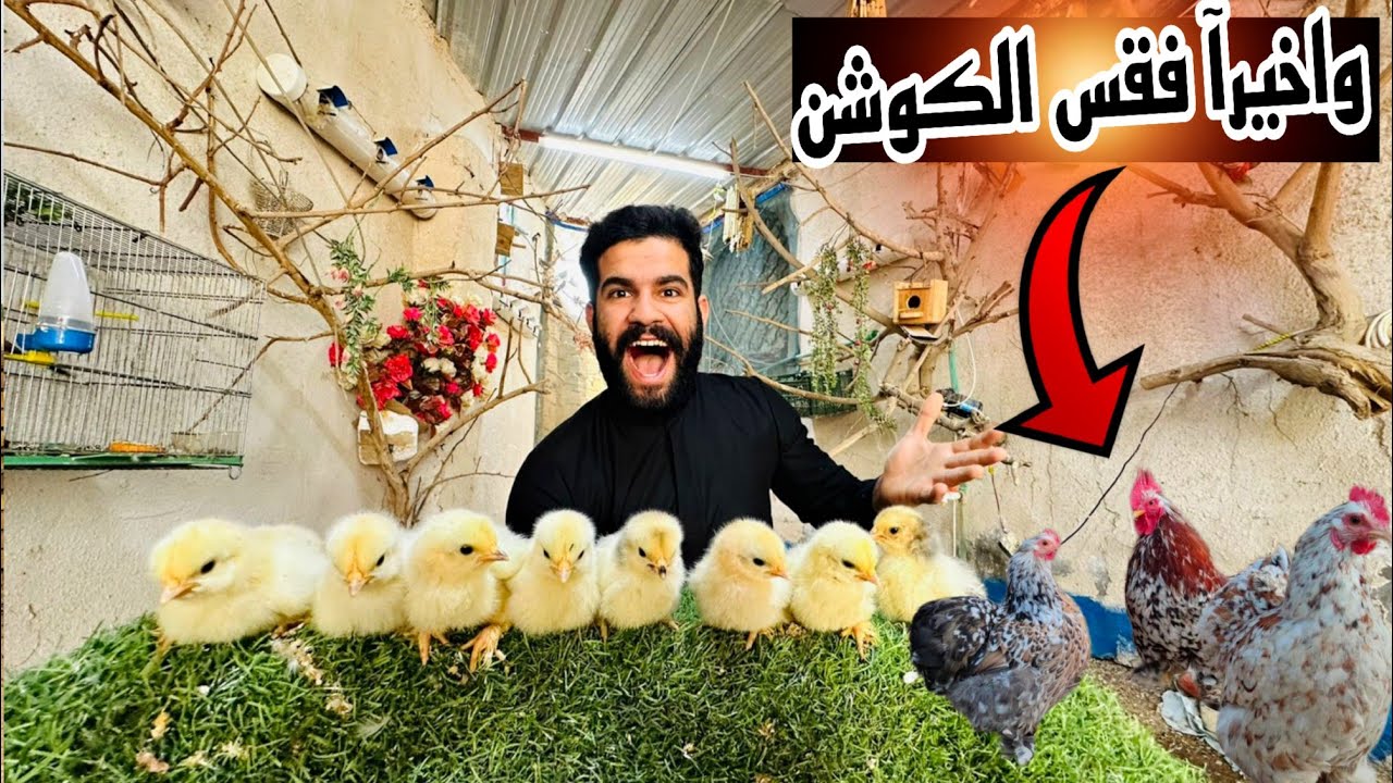 العاصفة تعود من جديد 😱تفقيس دجاج الكوشن 🤲