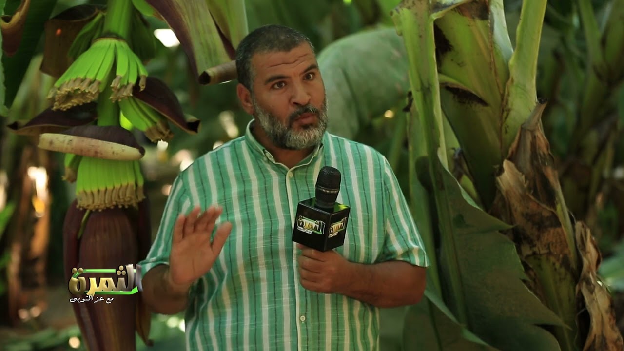 برنامج الثمرة فى  مزارع الموز  ويلتقى الاستشارى ياسر حامد  وأهم العمليات الزراعية