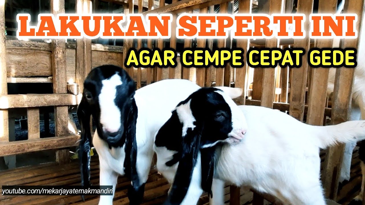 LAKUKAN SEPERTI INI AGAR ANAK KAMBING CEPAT BESAR PERTUMBUHANYA MAKSIMAL
