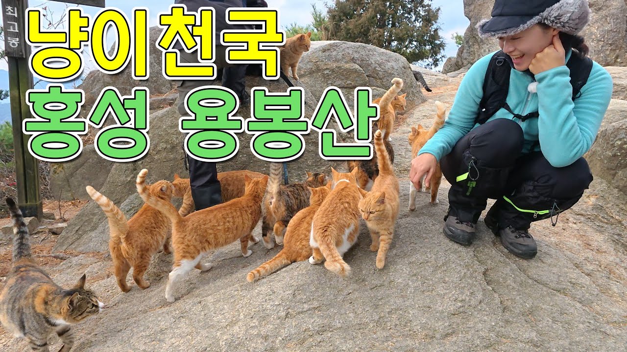 고양이가 점령한! 겨울에도 매력적인 바위산, 홍성 용봉산 산행 🐾❄️