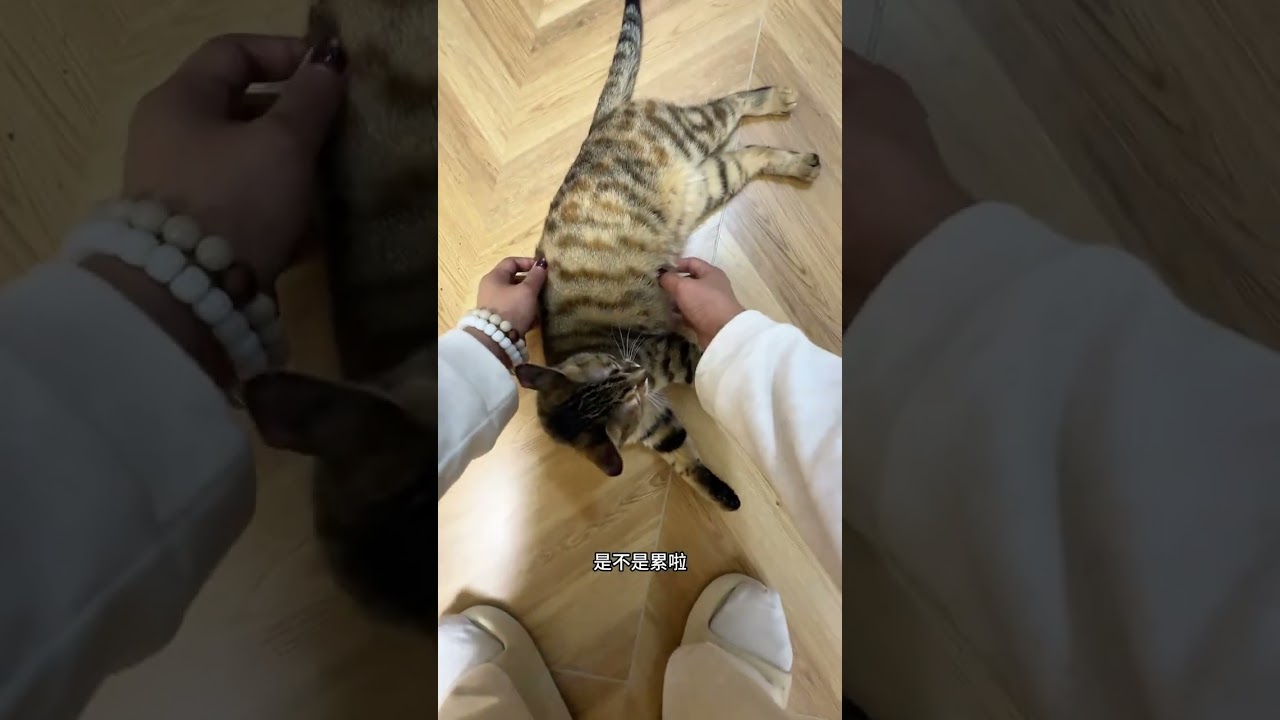 VlogThe Happy solitary Life of one person and two Cats #Me and my cat#vlog 1 Billion Traff