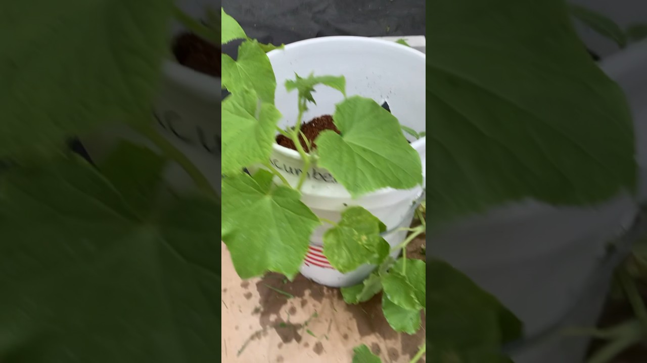 Cucumber Plants Growing in 5 Gallon Buckets are Starting to Flower.