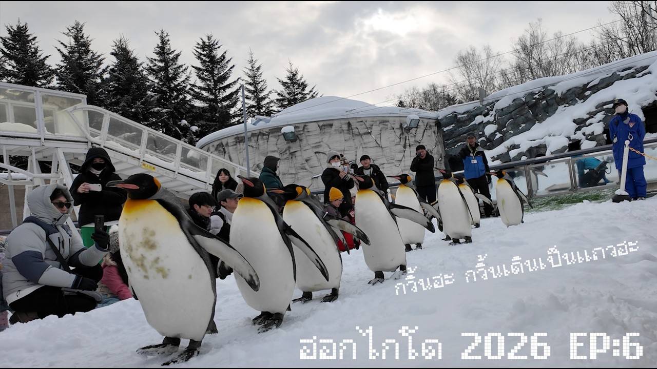 🇯🇵 ฮอกไกโด2026 (Ep:6/6) ต้นคริสมาสโดดเดี่ยวกับกวิ้นเดินด๊อกแด๊กก