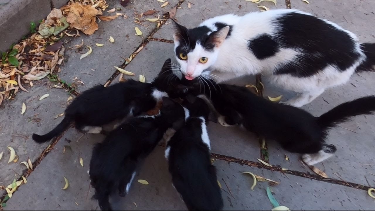 Mama Cat Didn't Want to Eat with Her Kittens - She thought there is not enough food