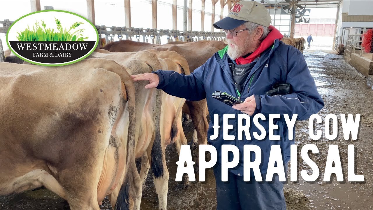 Jersey Cow Appraisal | Westmeadow Farm & Dairy