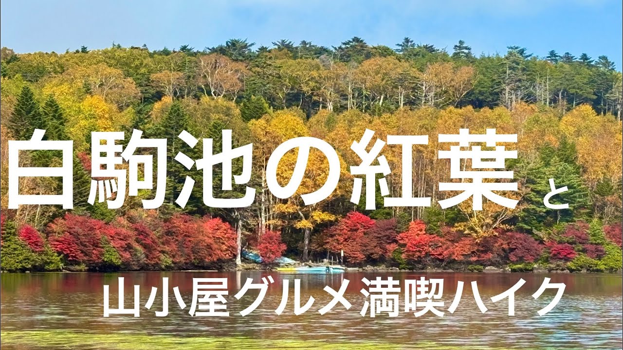 【白駒池の紅葉真っ盛り】山小屋グルメを満喫しながらゆるっとハイキング